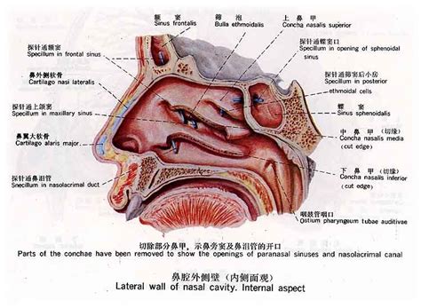 鼻子部位|鼻腔结构图